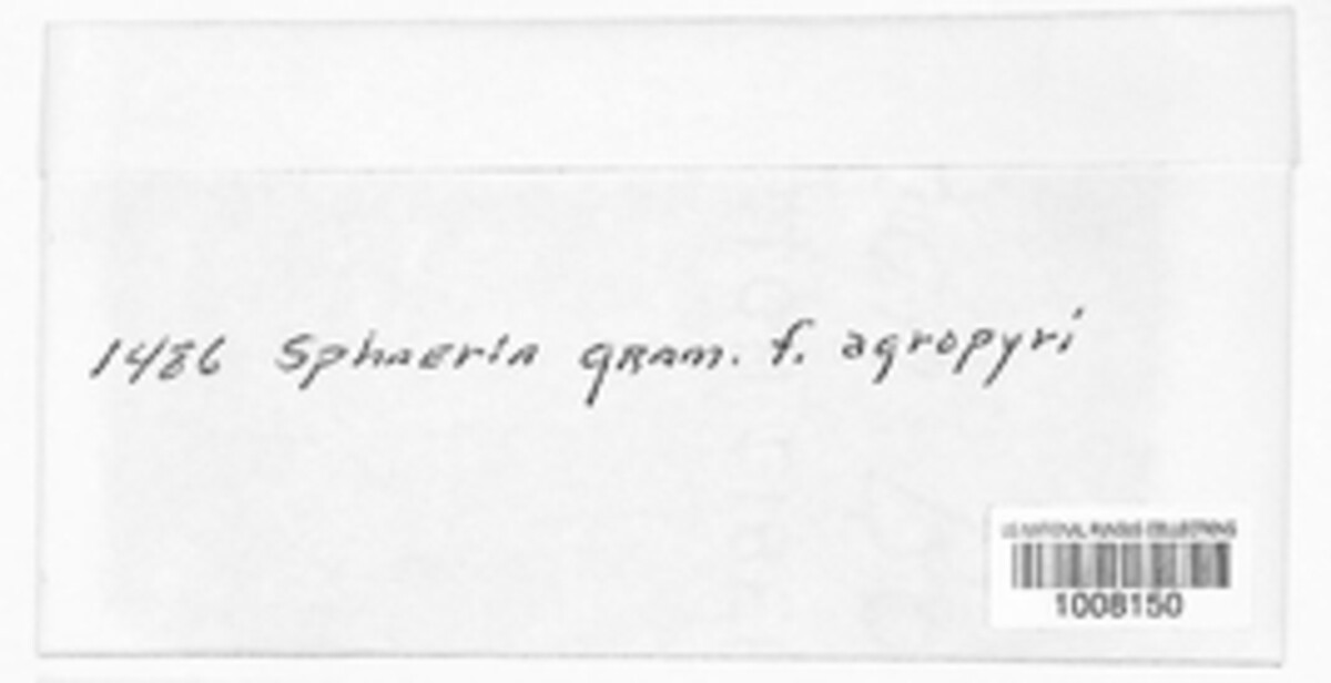 Phyllachora graminis image